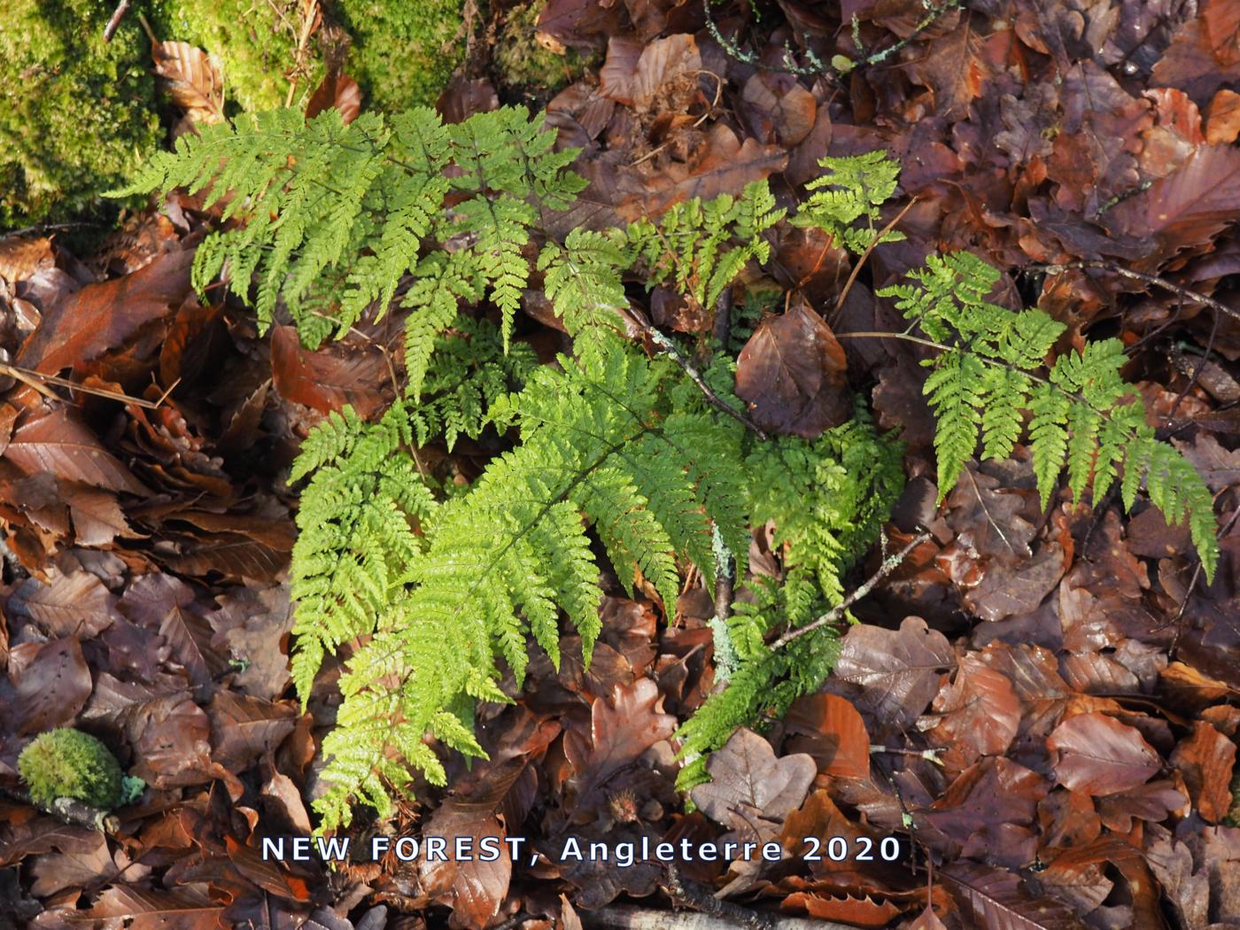 Fern, Narrow Buckler plant